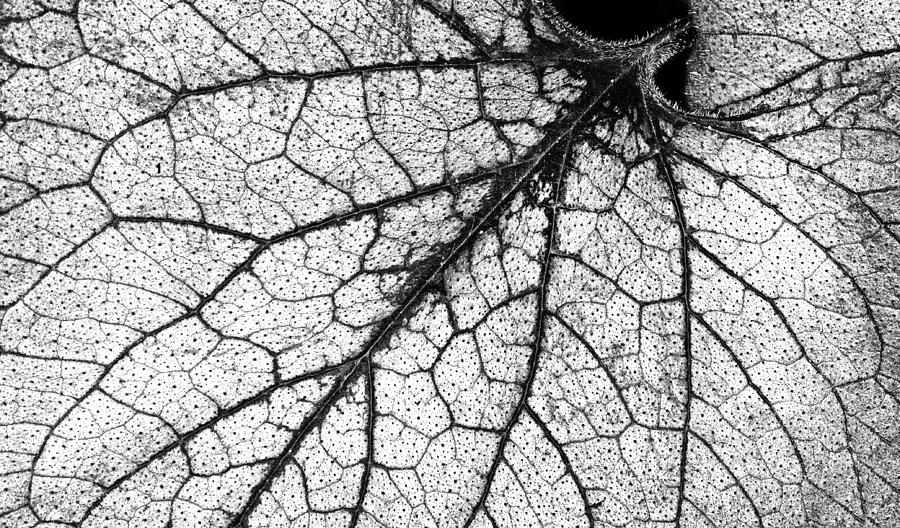 Caladium Leaf  #1 Photograph by Dave Mills