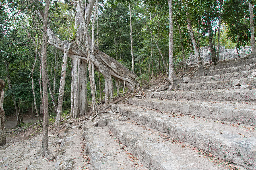 Calakmul Mayan Ruins #1 Digital Art by Carol Ailles