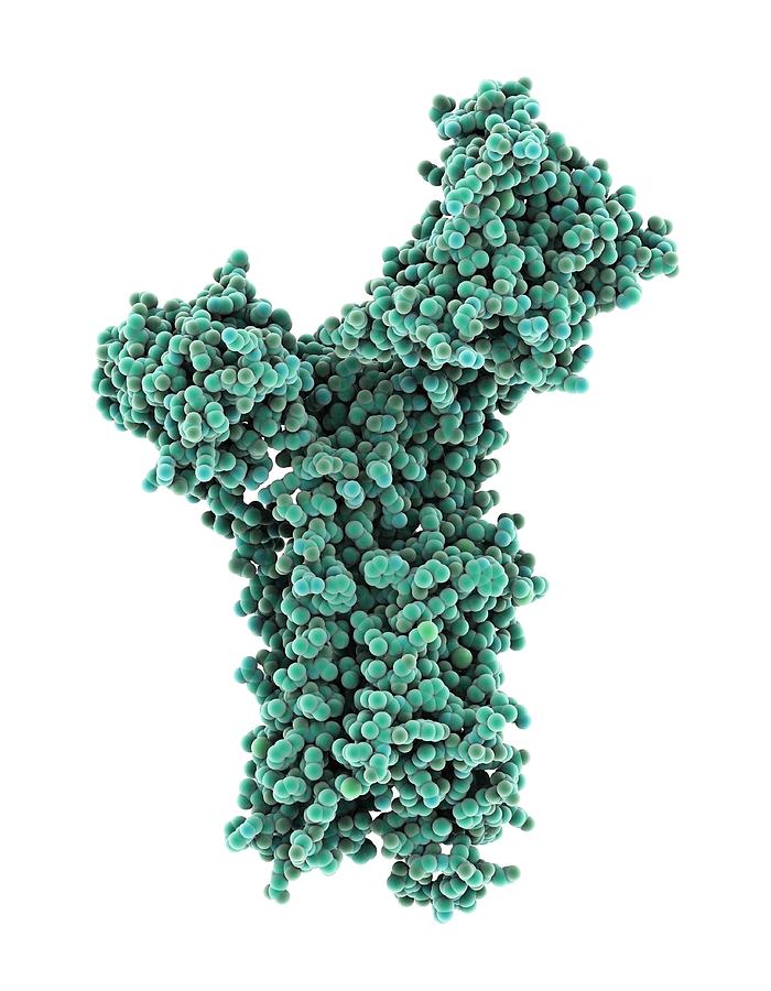 Calcium Atpase Photograph - Calcium ATPase ion pump #1 by Science Photo Library
