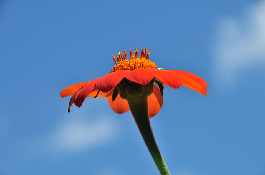 Calendula Officinalis Pot Marigold #1 Photograph by Bonnie Sue Rauch