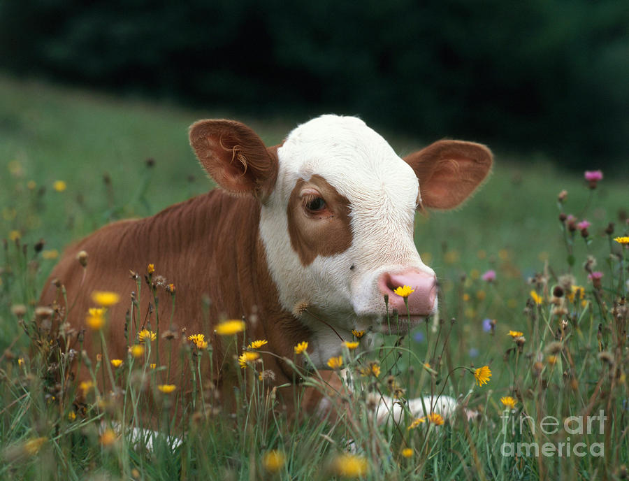 Animal Photograph - Calf Among Flowers #3 by Hans Reinhard