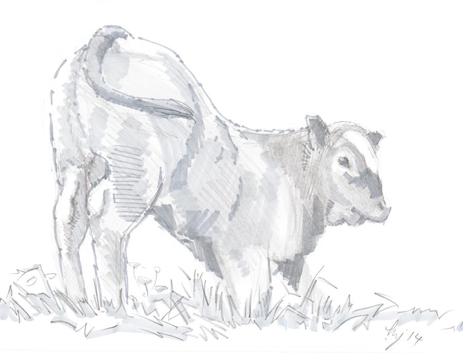 Calf Drawing #1 Drawing by Mike Jory