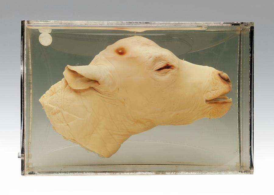 Still Life Photograph - Calf Head #1 by Ucl, Grant Museum Of Zoology