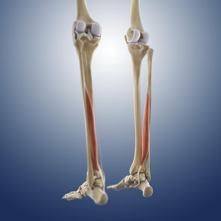 Calf muscle, artwork Photograph by Science Photo Library - Fine Art America