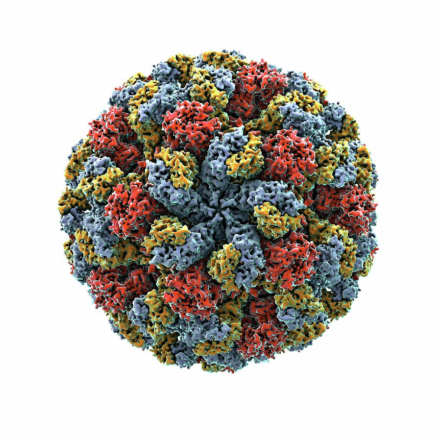 Calicivirus Particle Photograph by Animate4.com/science Photo Libary