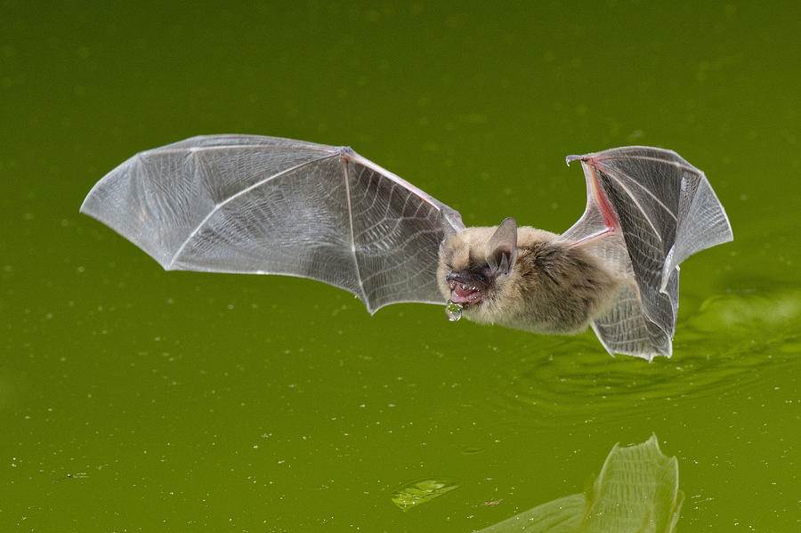 California Bat #1 Photograph by Anthony Mercieca