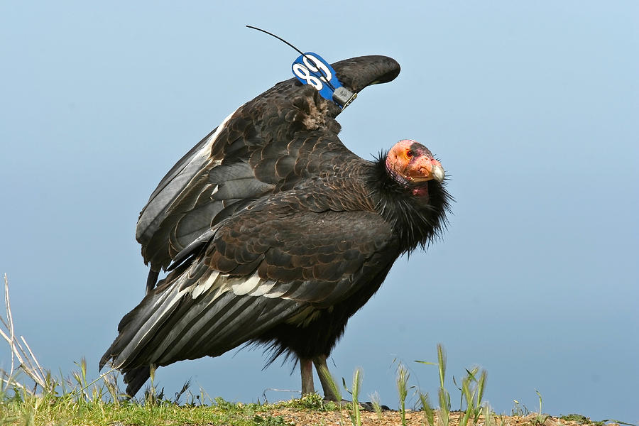 California Condor #1 Photograph by Richard Hansen