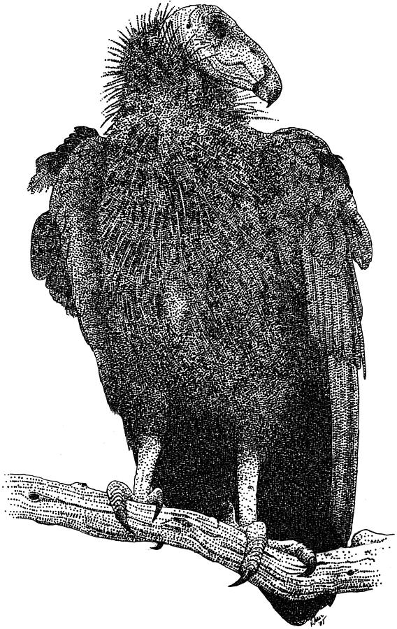 California Condor #1 Photograph by Roger Hall