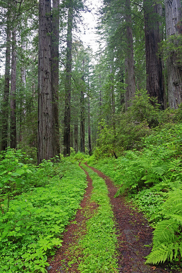 California, Del Norte Coast Redwoods Photograph by Jamie and Judy Wild ...