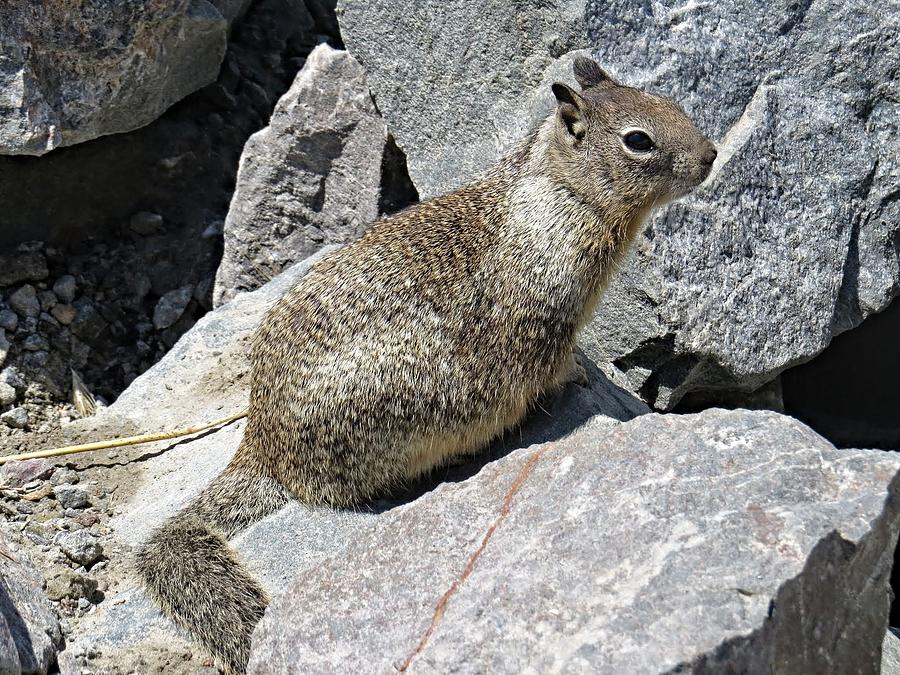 Spring Photograph - California Ground Squirrel #1 by Emily Hargreaves