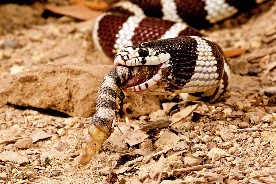king snake eating copperhead