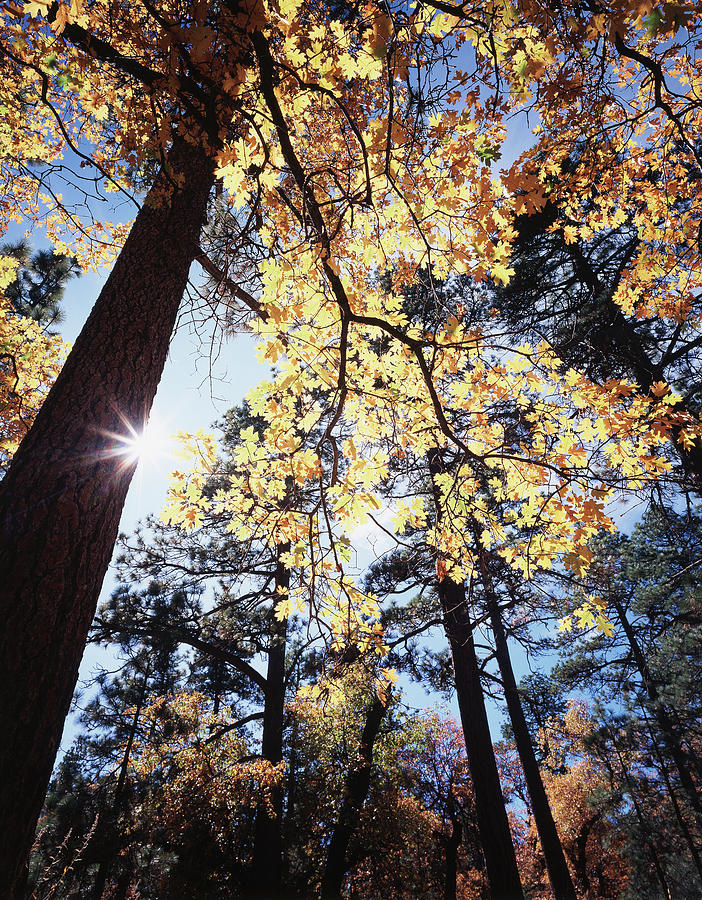 Fall Photograph - California, Laguna Mountains, Cleveland #1 by Christopher Talbot Frank