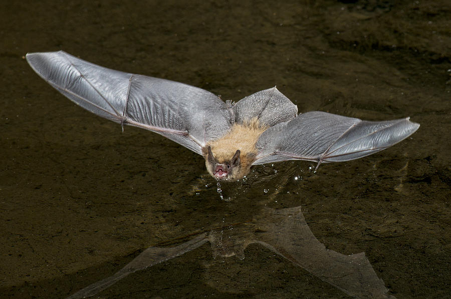 California Myotis Bat #1 Photograph by Anthony Mercieca