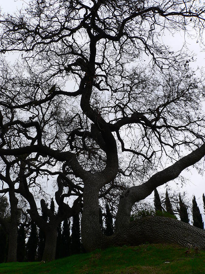 California Oak Winter Sihlouette #1 Photograph by Jeff Lowe