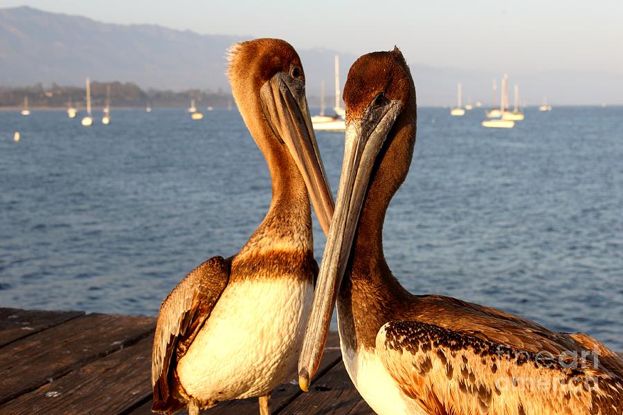 California Pelicans #1 Photograph by Henrik Lehnerer