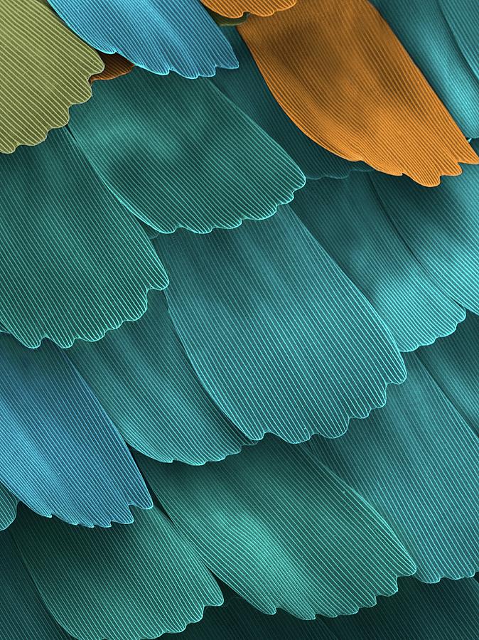 California Pipevine Swallowtail Butterfly Wing Scales Photograph by Karl Gaff / Science Photo Library
