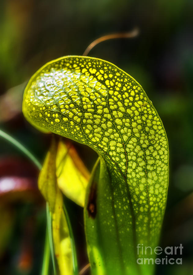 California pitcher plant information