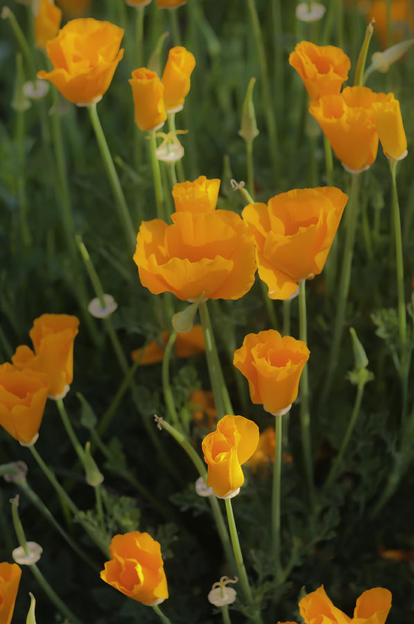 California Poppies 2 #1 Photograph by Sherri Meyer