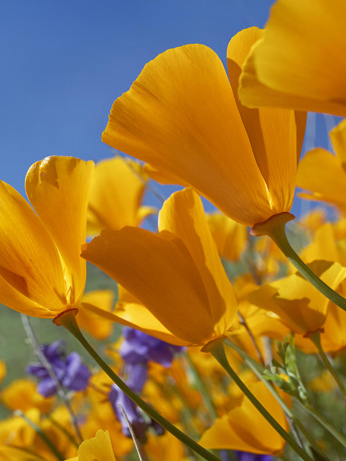 California Poppies Antelope Valley #1 Photograph by Tim Fitzharris