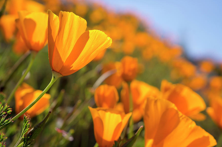Flower Photograph - California Poppies, California Central #1 by Rob Sheppard
