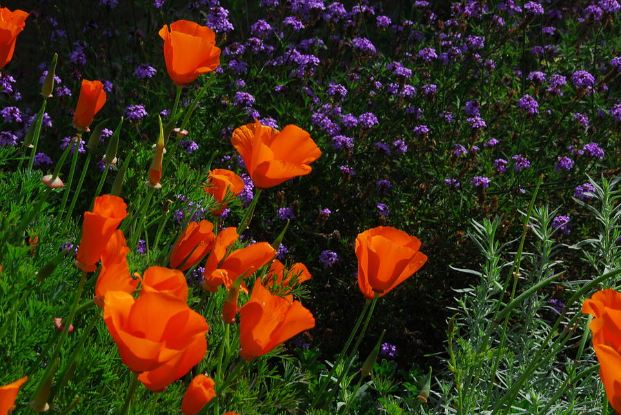 California Poppies #1 Photograph by Lynn Bauer