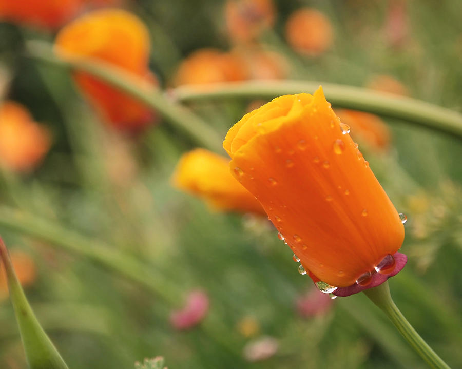 Poppy Photograph - California Poppies by Rona Black