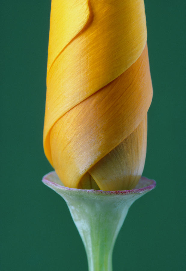 California Poppy Bud #1 Photograph by Perennou Nuridsany