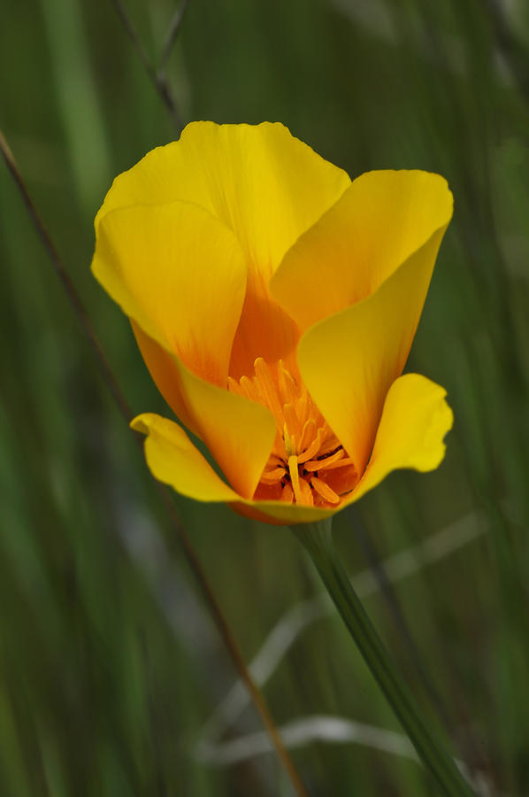 California Poppy Closeup #1 Photograph by Lee Kirchhevel