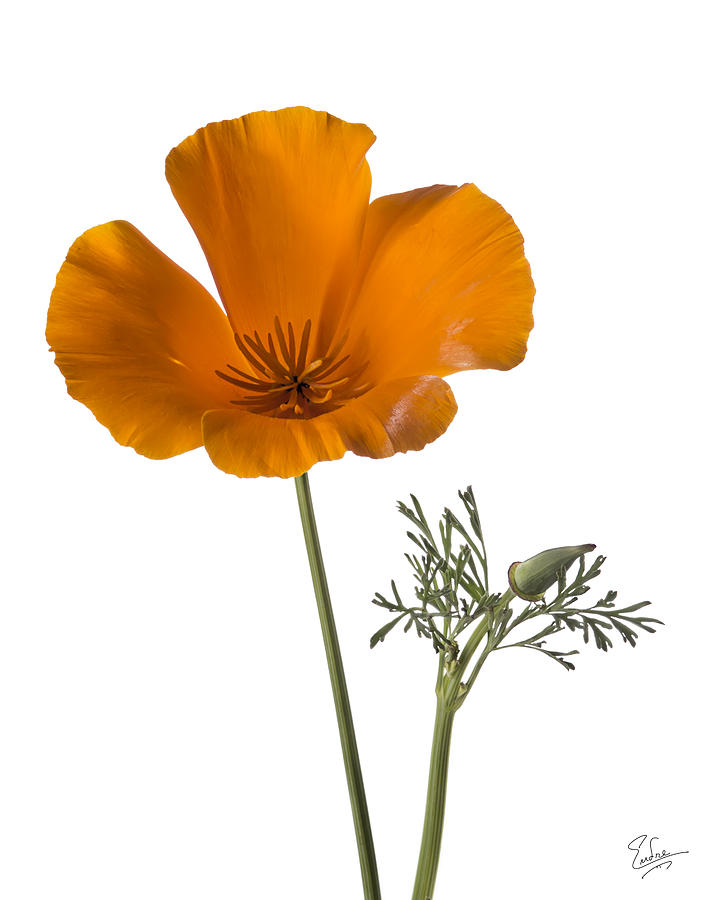 California Poppy #1 Photograph by Endre Balogh