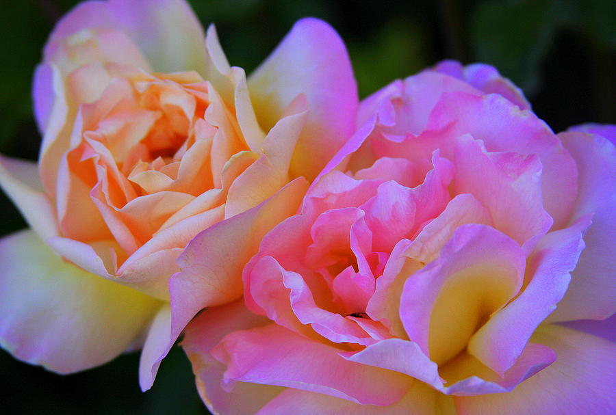 California Rose Duet Photograph by Anne Barkley | Fine Art America