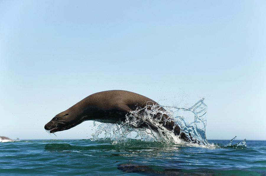 California Sea Lion #1 Photograph by Christopher Swann