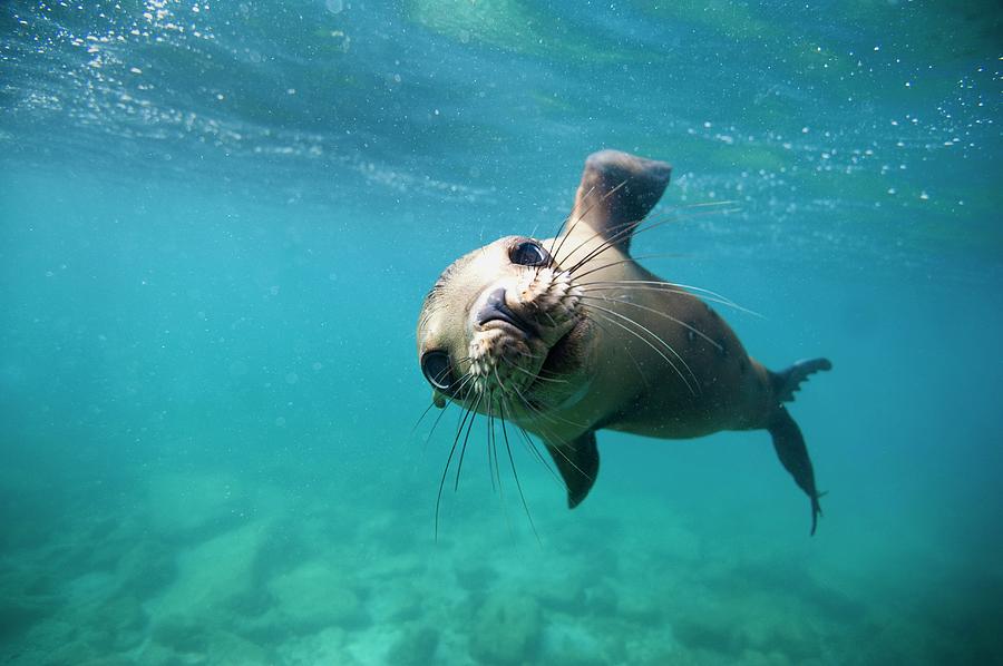California Sea Lion Pup #1 Photograph by Christopher Swann