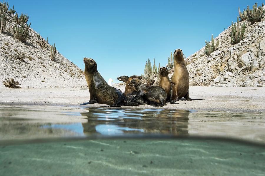 Nature Photograph - California Sea Lions #1 by Christopher Swann/science Photo Library