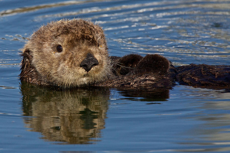 California Sea Otter Photograph by Julie Chen | Fine Art America