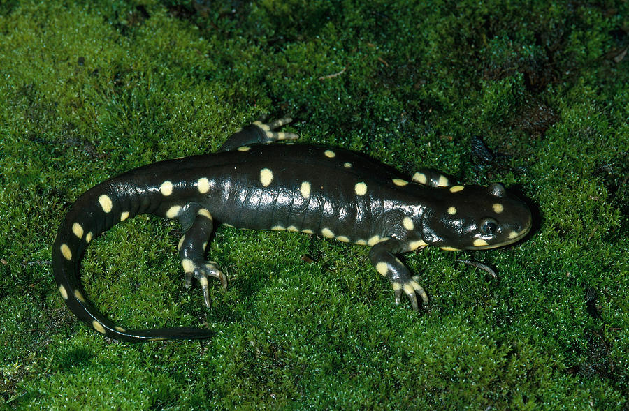 California Tiger Salamander #1 Photograph by Karl H. Switak
