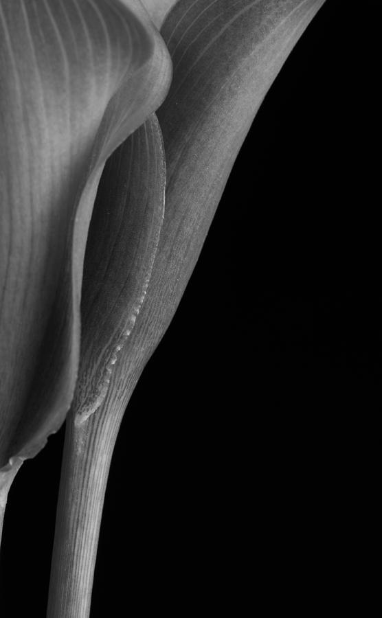 Calla Lilies black and white #1 Photograph by Catherine Lau