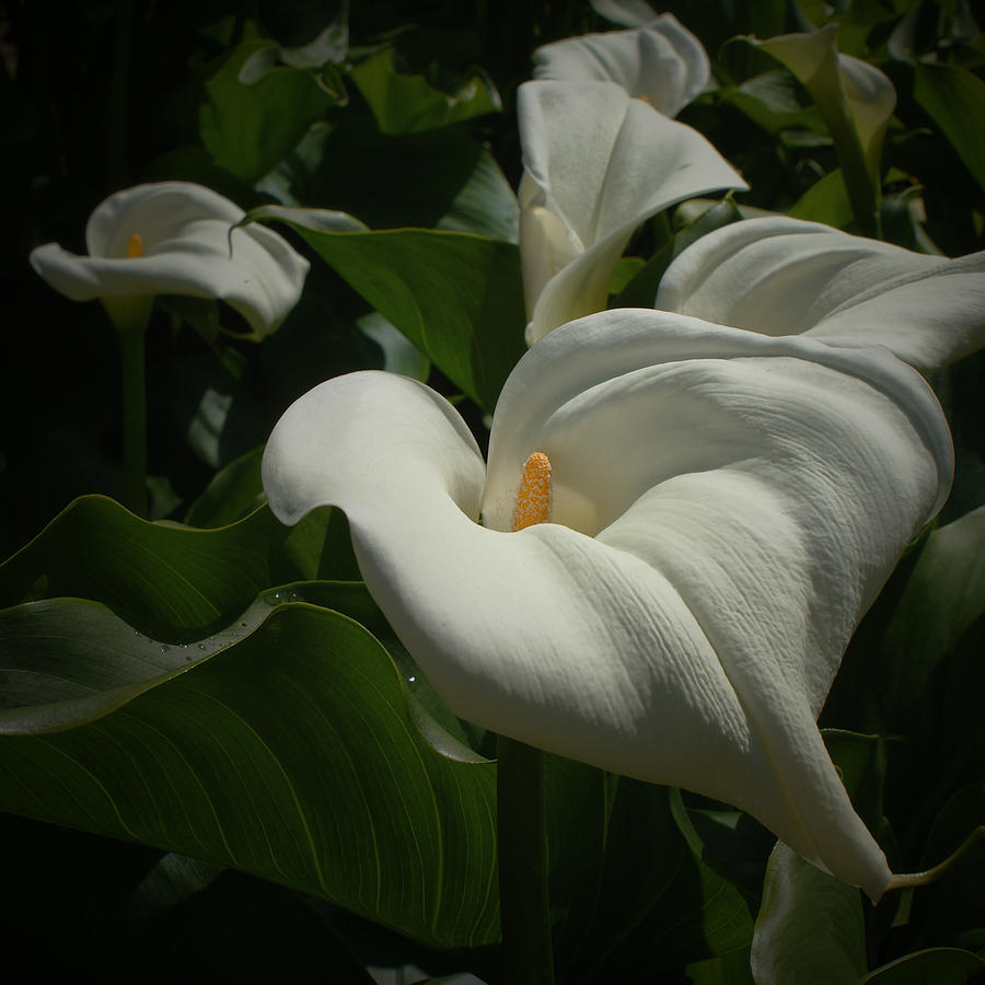 Calla Lilies #1 Photograph by Ernest Echols