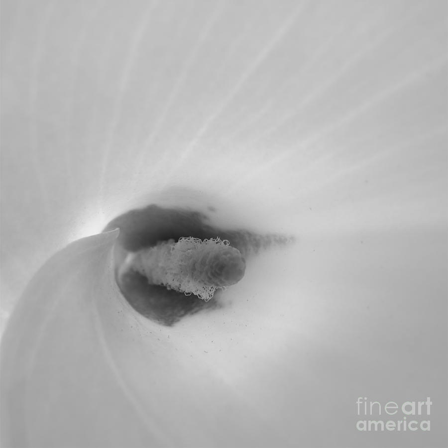 Calla Lily - Black and White #1 Photograph by Scott Cameron