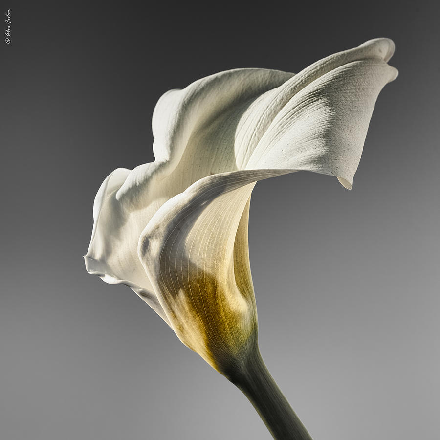 Calla Lily #2 Photograph by Alexander Fedin