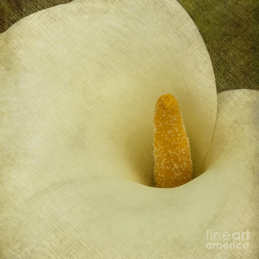 Calla Lily #1 Photograph by Carrie Cranwill