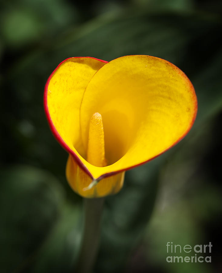 Nature Photograph - Calla Lily #3 by Fitzroy Barrett