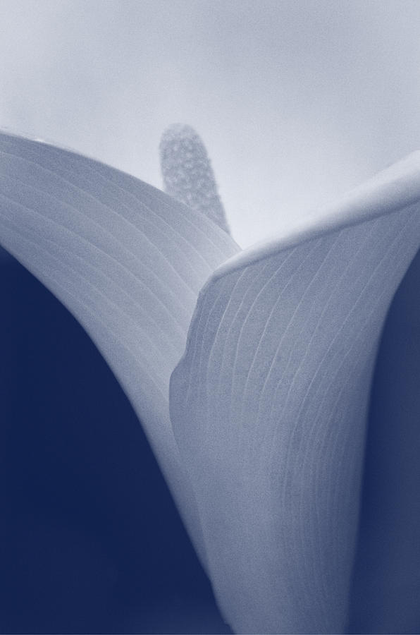 Calla lily #1 Photograph by Paulo Goncalves