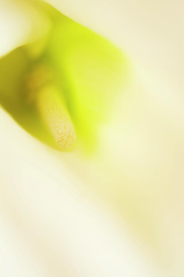 Flower Photograph - Calla Lily (zantedeschia Aethiopica) #1 by Maria Mosolova/science Photo Library