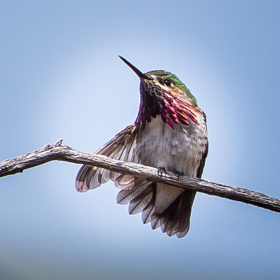 Calliope Hummingbird #1 Photograph by Janis Knight