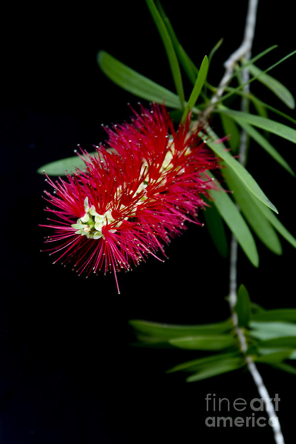 Flower Photograph - Callistemon Citrinus - Crimson Bottlebrush Hawaii #2 by Sharon Mau