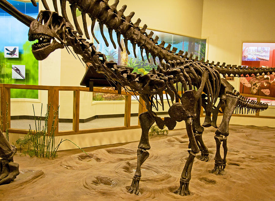Camarasaurus Dinosaur #1 Photograph by Millard H. Sharp