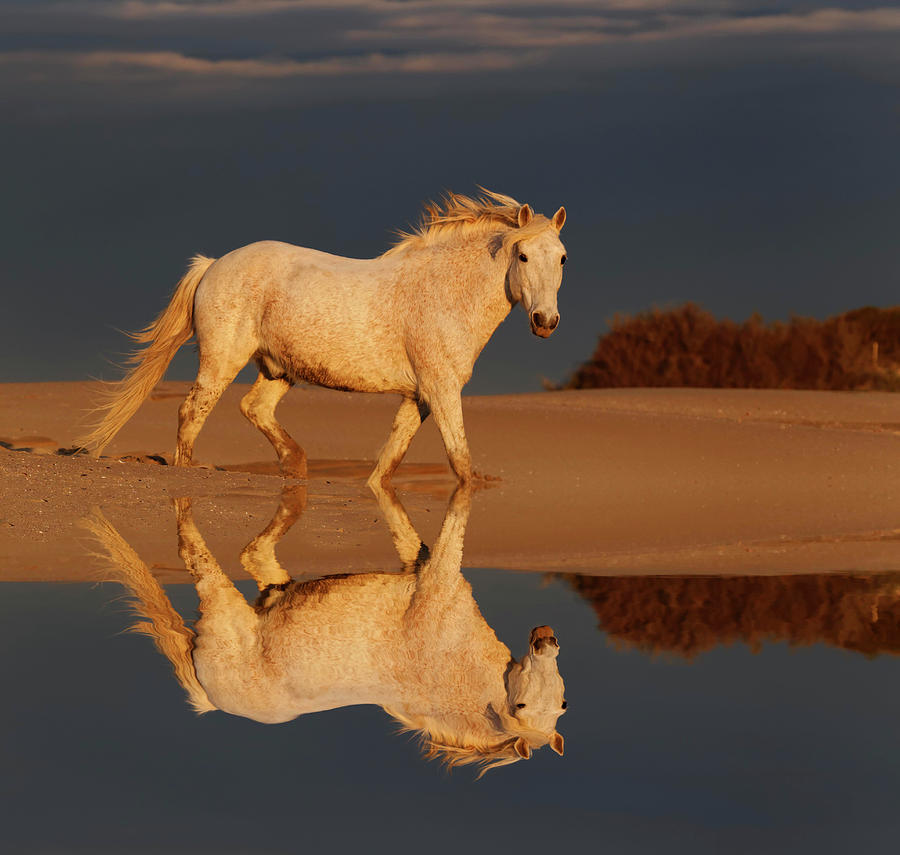 Adam Jones Photograph - Camargue Horse On Beach At Sunrise #1 by Adam Jones