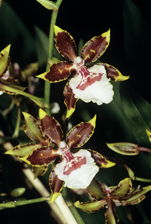 Orchid Photograph - Cambria Orchid Flowers #1 by M F Merlet/science Photo Library