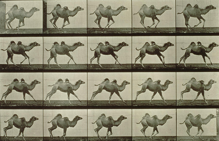 Camel Photograph by Eadweard Muybridge