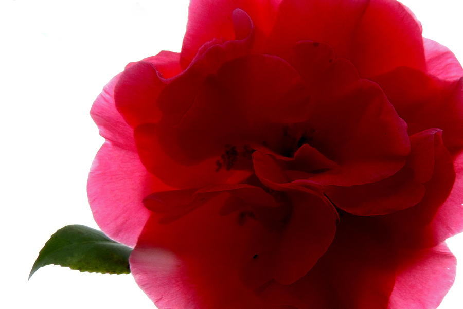 Camelia #1 Photograph by Charlotte Schafer